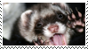 ferret