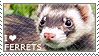 ferret